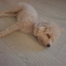 프라하동물병원 이미지