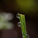 새벽이슬 이미지