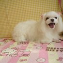 성내동물병원 이미지