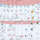 세포 찌꺼기 청소 시스템.. autophagy ... 2021 nature review 이미지