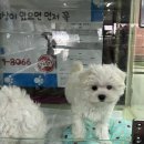 와우펫마트 이미지