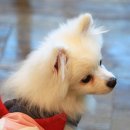 들어오시개 이미지