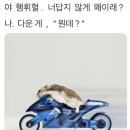 스트롱베리