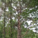 마차산슈퍼 | 마차산 산행(2013.08.07)