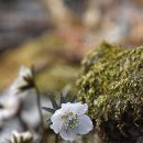 매혹적인 꽃향기 속에서(536) – 변산바람꽃 이미지