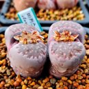바커스 Daum카페