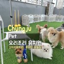요리조리유치원 | [충주] 강아지 유치원, 요리조리 유치원 이용 후기