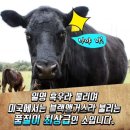 덕산한우 이미지