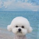 펫 아지트 이미지