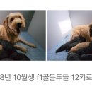 두들랜드 이미지