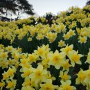 고향꽃화원 이미지