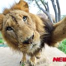 동물왕국 이미지