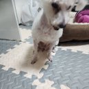 강이지 간식 오리 고구마 솔.직 후기★