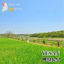 덕산농장 | 충남 예산 백설농부 청보리밭 카페 당일치기 힐링 여행 코스 추천