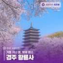 겨울 지나 봄, 벚꽃 명소 경주 황룡사