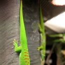 초록도마뱀 이미지