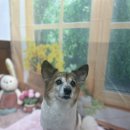 호이펫샵 이미지