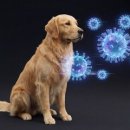 비에스케이 이미지