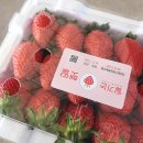 잎새다육 | 용인 남사화훼단지 에르베 플라워 마켓 구경만 해도 좋은 봄 힐링스팟
