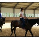 대관령 사파리 목장 이미지