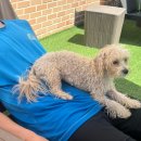 못된강아지 | 애견동반 리조트 팔레드차밍 게터웨이 드링킹풀 후기