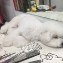 남창애견샵 복실강아지 이미지