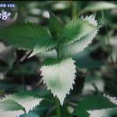 마늘오리 이미지
