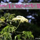 조성꽃순이 이미지