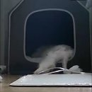 링크늘푸른동물병원 | 고양이 친화적 안양 동물병원 김준동물병원 추천(+산소방 대여업체, 반려동물 장례식장 후기)
