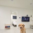 스테이 루비 이미지