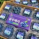 여기과일어때 이미지