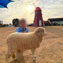 목원농장 | 안성팜랜드 코스모스 핑크뮬리 명소 후기, 할인 정보