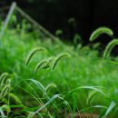 강아지풀 이미지