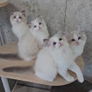 도로시캐터리 이미지