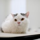 묘신사 그루밍 이미지