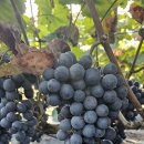 (마을수익 15차) 알송송.신선 달달한🍇 경산 머루포도 3키로 17000원🍇 산지입고 되어요! 9.15 월요일 수령! 이미지