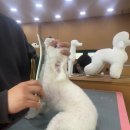 포항애견