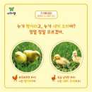 닭과 오리 이미지