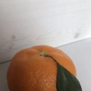 싱싱명품과일
