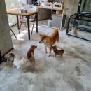 수원시바견 이미지