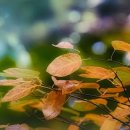 루우루우 이미지