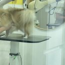 그루미송 이미지