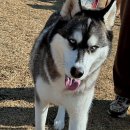 똑똑 애견유치원 이미지