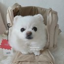 멋진강아지 | 컴피라비올리 텐마일백 강아지 이동가방 후기