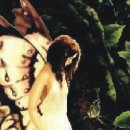 꿈꾸는 나비 이미지