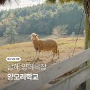 경보목장 | 남해 아이와 함께 여행지 추천 양떼목장 양모리학교