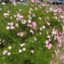 대추농장 이미지