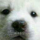 우리오빠 Daum카페
