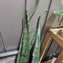 쏠피부관리샵 이미지