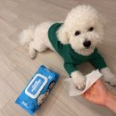 깔끔하개 이미지